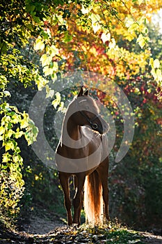 Magnificent red Arabian horse stands in a beautiful autumn forest.