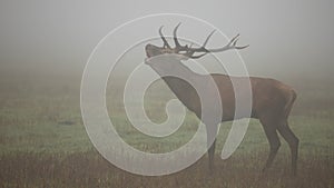 Magnificent red deer roaring on meadow in morning fog.