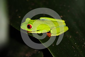 The Magnificent Red-eyed Tree Frog of Matagalpa Nicaragua photo