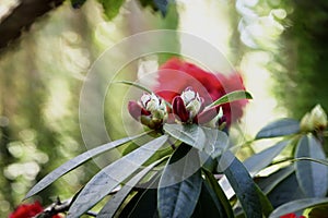 Magnificent red Rhododendron, 10.