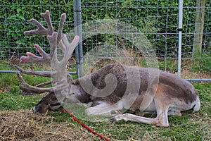 A magnificent reindeer with very large antlers lying own