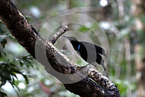 Magnificent riflebird or Ptiloris magnificus seen in Nimbokrang in West Papua