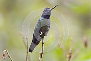 Magnificent or Rivoli`s Hummingbird, Eugenes fulgens, on perch