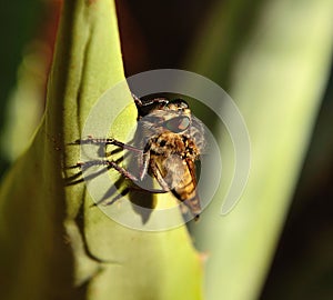 Magnificent robber fly perched on agave leaf