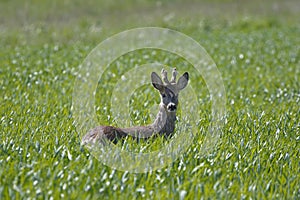 A magnificent roebuck attentively observes the surroundings in a young cornfield