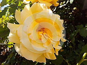 Magnificent rose (Rosa) of yellow color photo