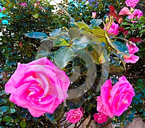 Magnificent rosebush bearing very beautiful roses (Rosa) of a bewitching pink color photo