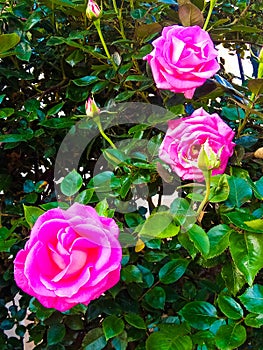 Magnificent roses (Rosa) of pink color growing on a rosebush photo