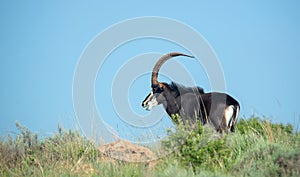 The magnificent Sable Antelope.