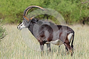 A magnificent sable antelope bull in natural habitat, Mokala National Park, South Africa