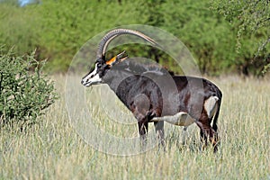 A magnificent sable antelope bull in natural habitat, Mokala National Park, South Africa