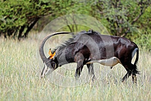 A magnificent sable antelope bull in natural habitat, Mokala National Park, South Africa