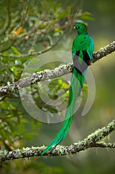 Magnificent sacred green and red bird Resplendent Quetzal from Savegre in Costa Rica, very long tail