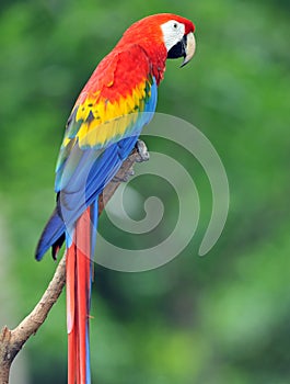 Magnificent scarlet macaw in tree, costa rica