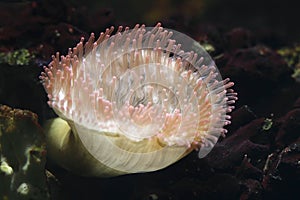 Magnificent sea anemone