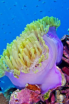 Magnificent Sea anemone, Bunaken National Marine Park, Indonesia