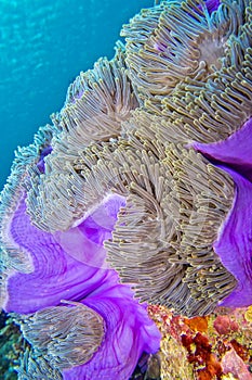Magnificent Sea Anemone, Coral Reef, South Ari Atoll, Maldives