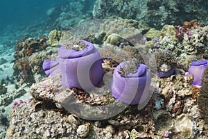 Magnificent sea anemone (Heteractis magnifica)