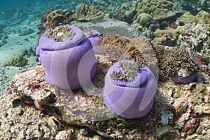 Magnificent sea anemone (Heteractis magnifica) photo