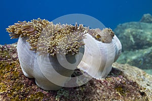 Magnificent sea anemone (Heteractis magnifica)