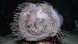 The magnificent sea anemone Heteractis magnifica, also known as the Ritteri anemone