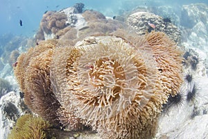 Magnificent sea anemone (Heteractis magnifica) in Thailand