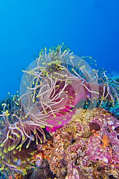 Magnificent Sea Anemone, North Ari Atoll, Maldives