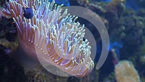 Magnificent sea anemone or Ritteri anemone Heteractis magnifica.