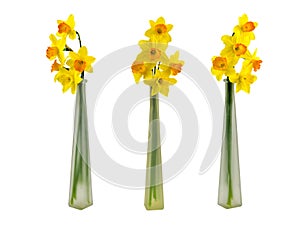Magnificent spring daffodils