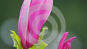 Magnificent Spring Flowers On A Tree. Blooming Pink Magnolia Tree In Spring. Close up.