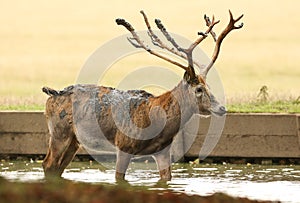 A stag Milu Deer, also known as PÃÂ©re David`s Elaphurus davidianus standing in water. It has been digging up the mud in the lake photo