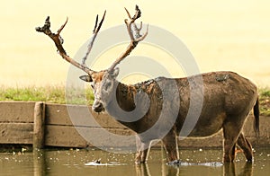 A stag Milu Deer, also known as PÃÂ©re David`s Elaphurus davidianus standing in water. It has been digging up the mud in the lake photo