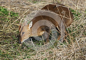 A magnificent stag Muntjac Deer, Muntiacus reevesi, feeding in a field at the edge of woodland in the UK.