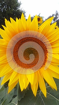 Magnificent Sunflower of Summer