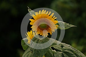 Magnificent Sunflower Swaying in a warm Summer Breeze