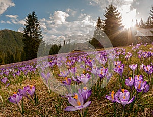 Magnificent sunset over mountain meadow with beautiful blooming purple crocuses