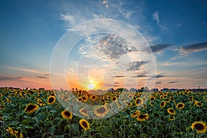 Magnificent sunset over sunflower field. Agriculture concept background