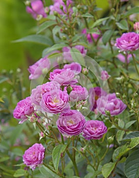 Magnificent Sven Shrub Rose In Bloom photo