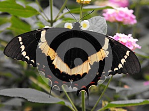 Magnificent Swallowtail butterfly on flower