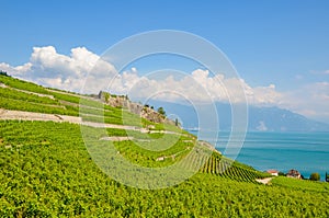 Magnificent terraced vineyards in picturesque village Rivaz in Lavaux wine region, Switzerland. Green vineyard on slopes by Geneva