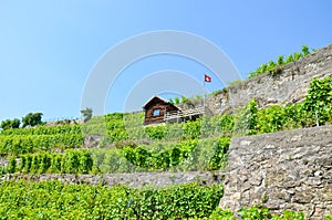 Magnificent terraced vineyards on slopes by Lake Geneva in famous Lavaux wine region, Switzerland. Green vineyard on a hill.