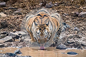 Magnificent tigers of India