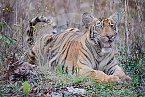 Magnificent tigers of India