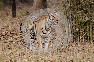 Magnificent tigers of India
