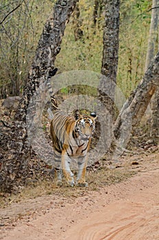 Magnificent tigers of India