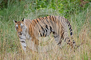 Magnificent tigers of India