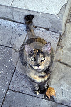 Magnificent tortoiseshell cat portrait