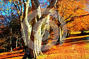 Magnificent trail near massive beech trees on a hillside of Canfaito forest in autumn