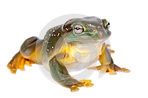 The magnificent tree frog or splendid tree frog on white background
