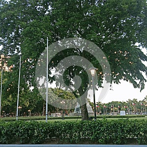 A magnificent tree in Luneta Park photo